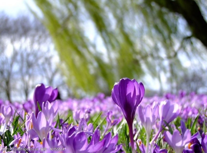 紫色花藏红花图片