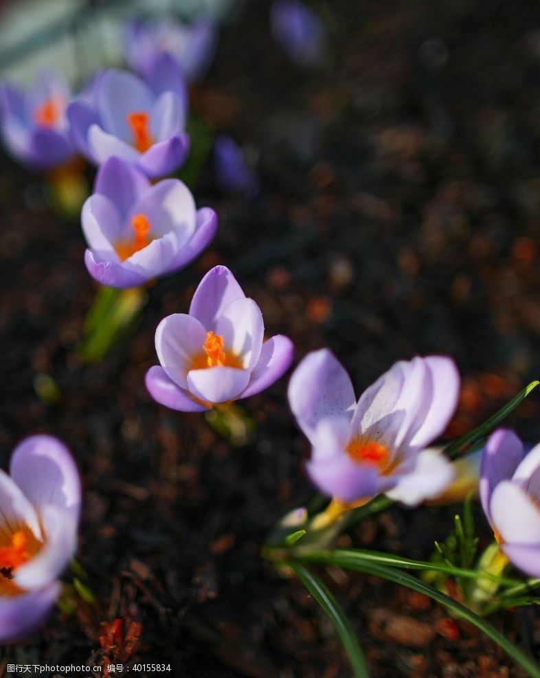 紫色花朵藏红花图片