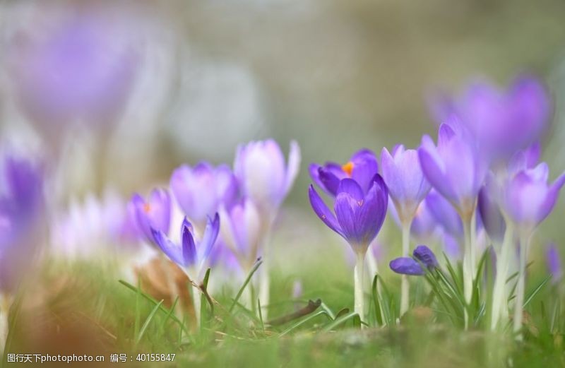紫色花朵藏红花图片