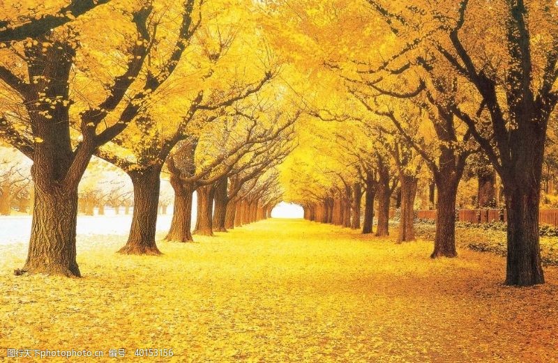 秋天枫林枫树林图片