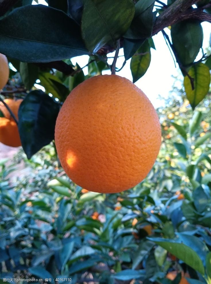 橙子赣南脐橙图片