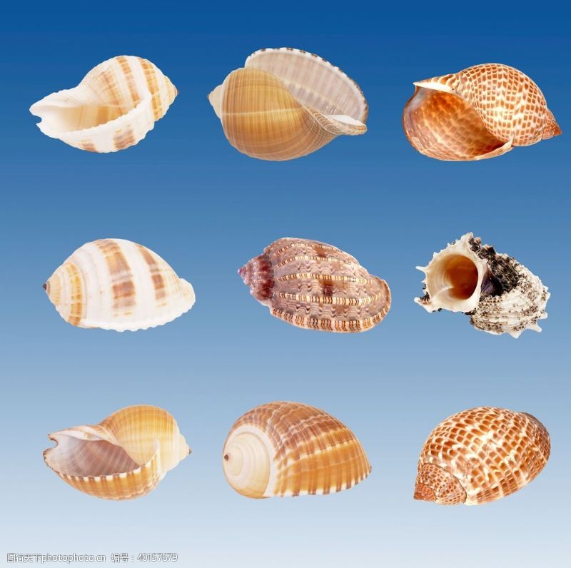 海洋海螺贝壳图片
