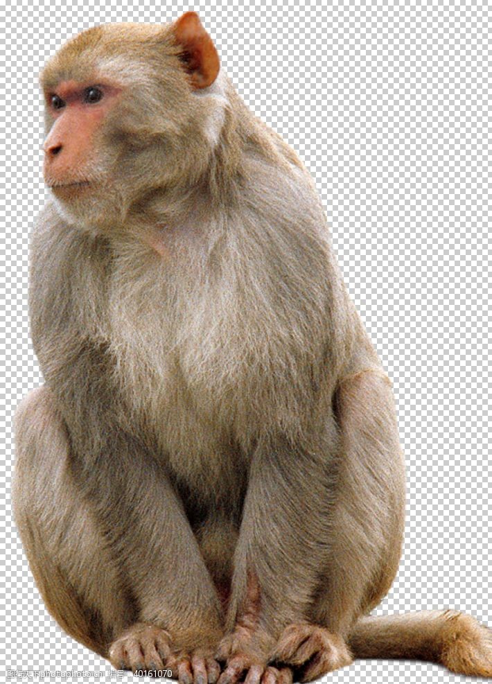 金猴猴子图片