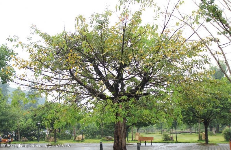 乔木黄桷树图片