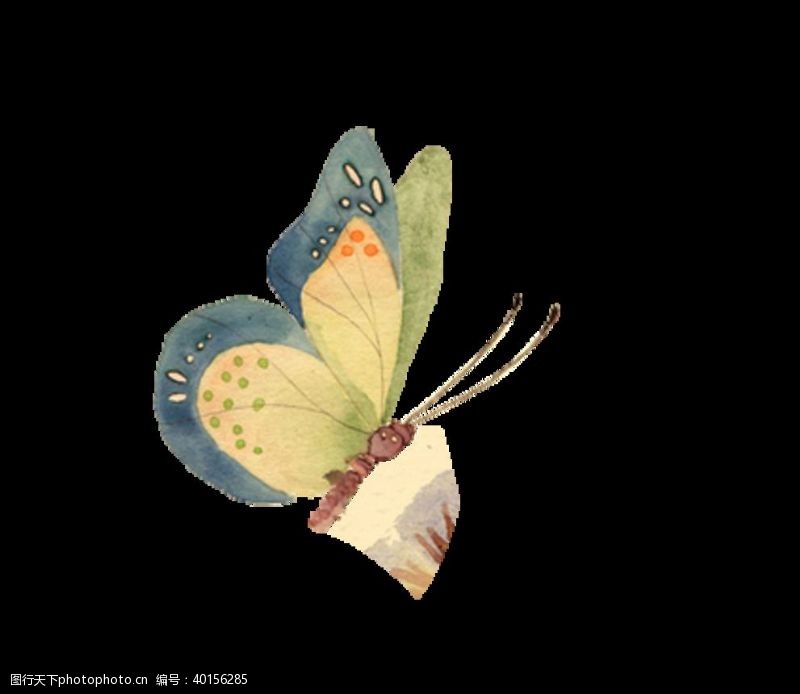中国牡丹花蝴蝶图片