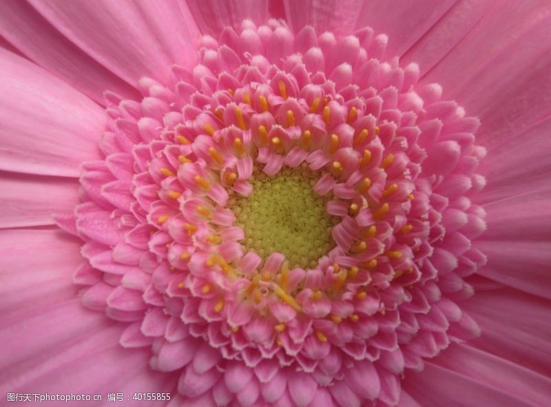 白菊花菊花图片