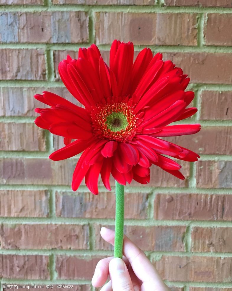 野草草地菊图片