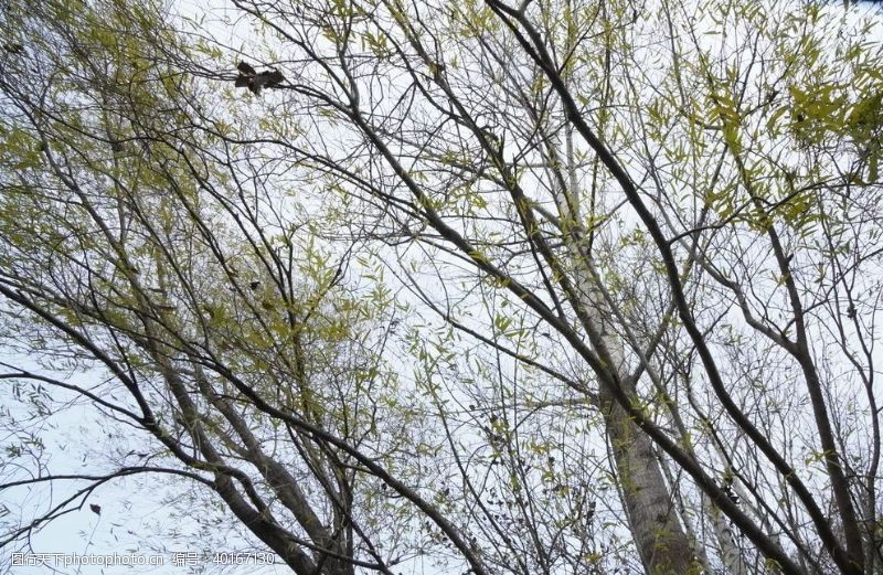西湖柳树图片