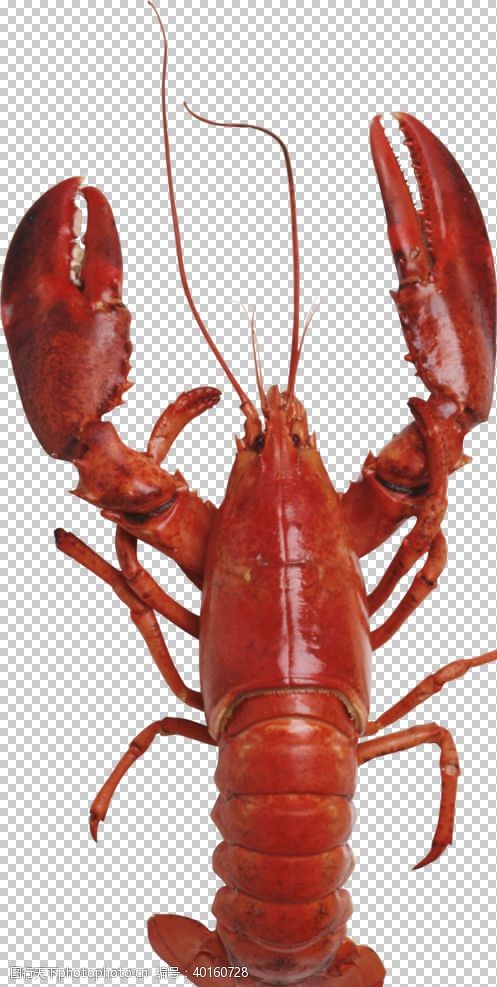 澳洲小龙虾龙虾图片