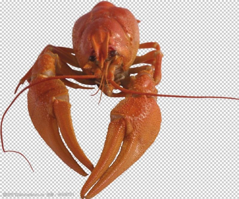 澳洲小龙虾龙虾图片