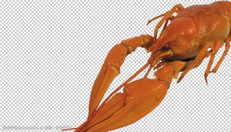 澳洲龙虾图片