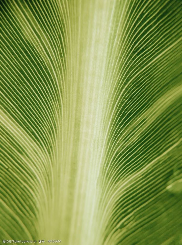 植物花纹绿叶图片