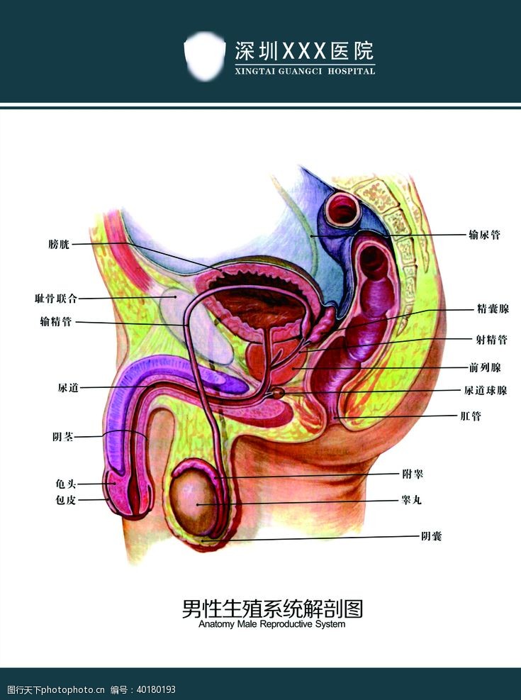男性生殖系统解剖图片