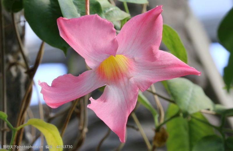 花藤飘香藤图片