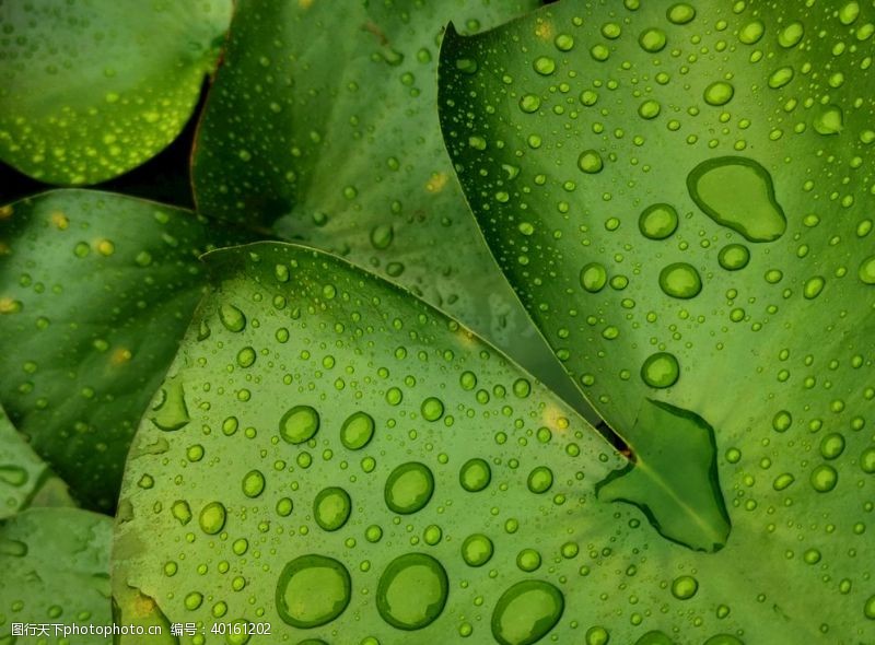 环保绿叶水滴图片