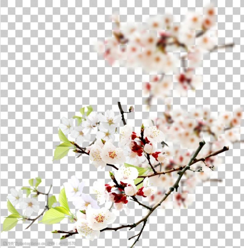 花瓣透明底梅花图片