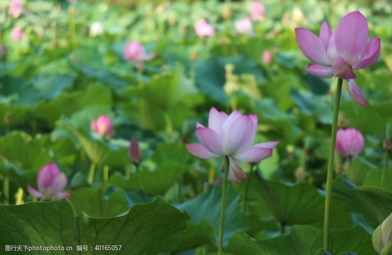 出游季夏日荷花图片