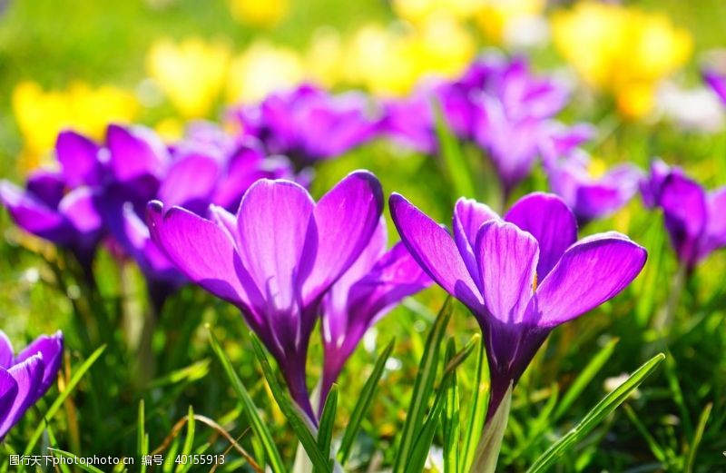 紫色花西红花图片