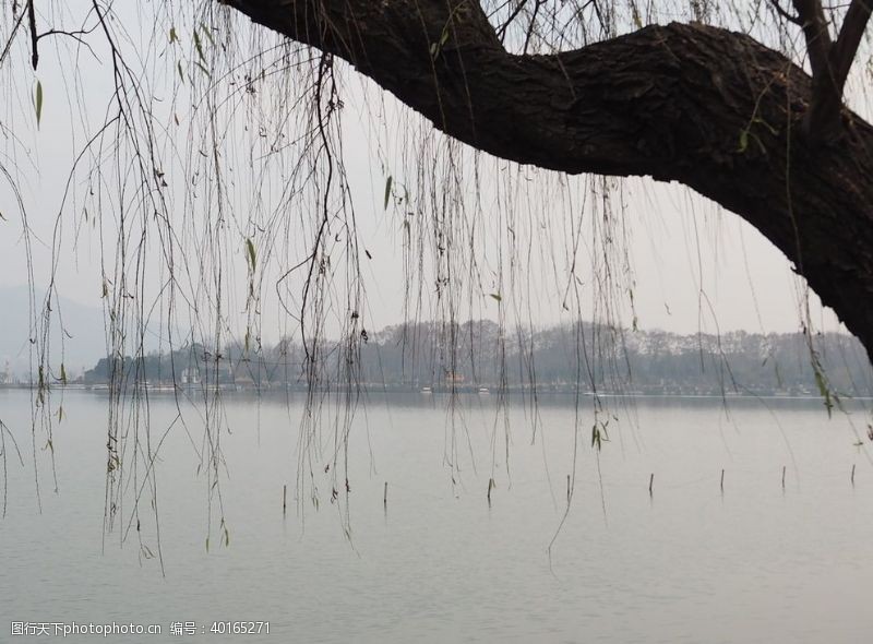 柳树玄武湖湖边图片