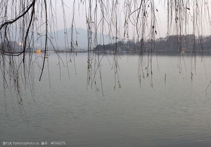 柳树玄武湖湖边图片
