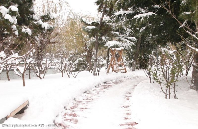 松树枝雪后公园图片