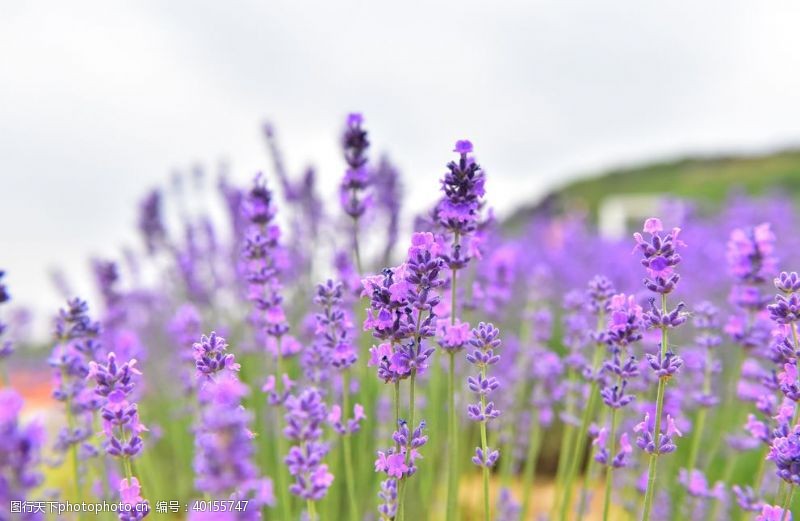 紫色花薰衣草图片