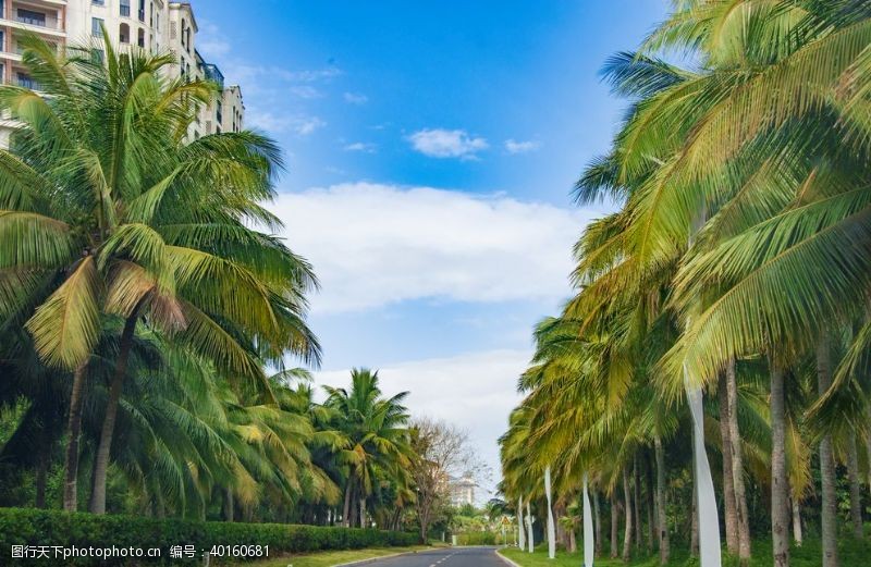 海南三亚椰子树图片