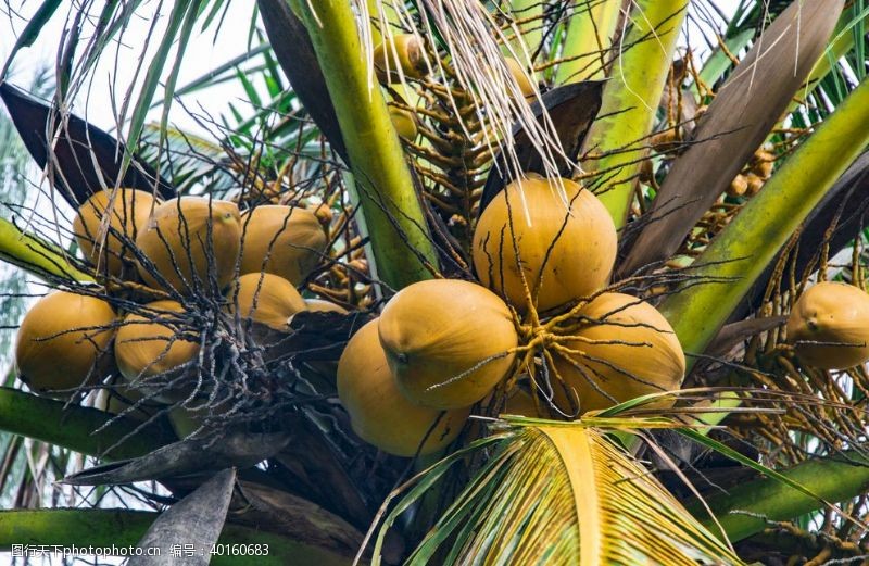 海南旅游椰子图片