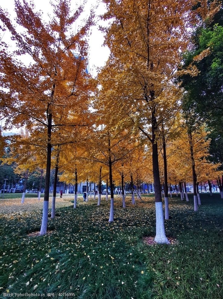 公园景观银杏树图片