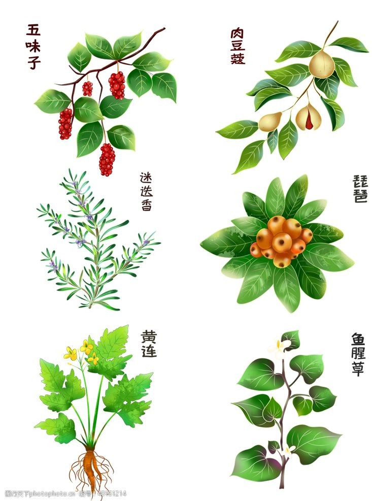 迷迭香中药植物图片