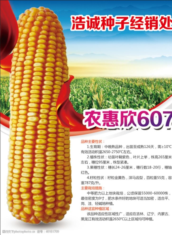 玉米种业宣传单图片
