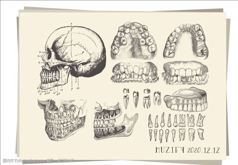 骨科10款入牙齿骨骼素描画图片