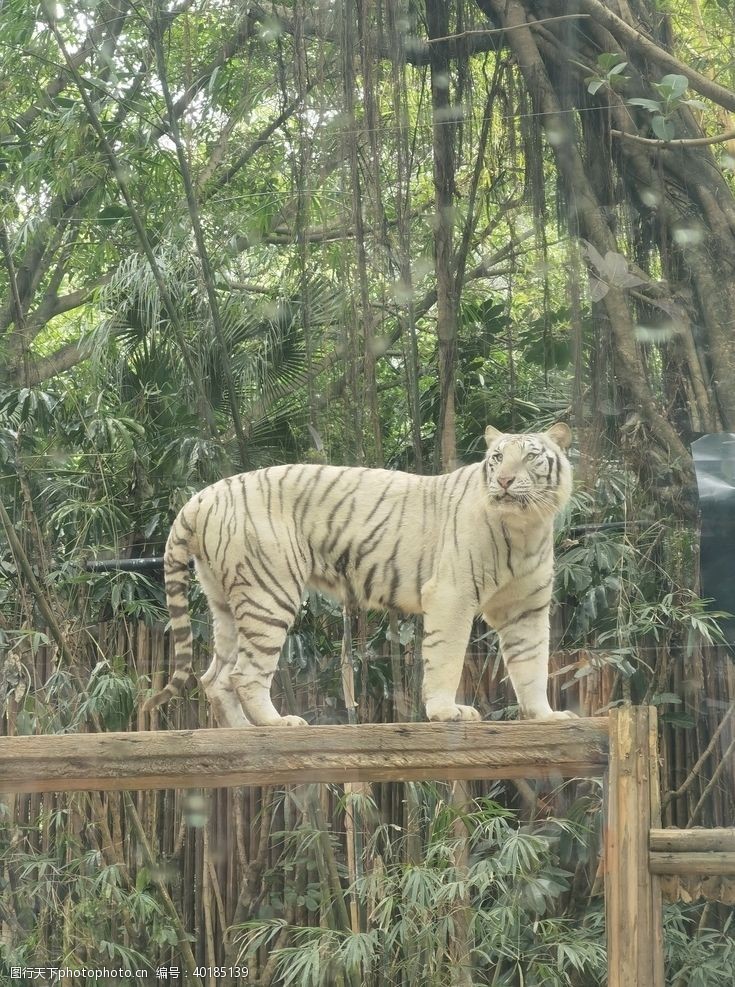 野生动物白虎图片