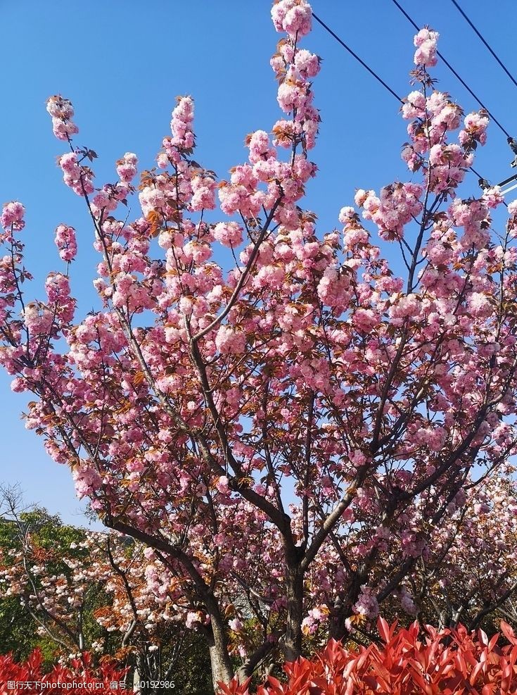 树枝灿烂春桃花图片