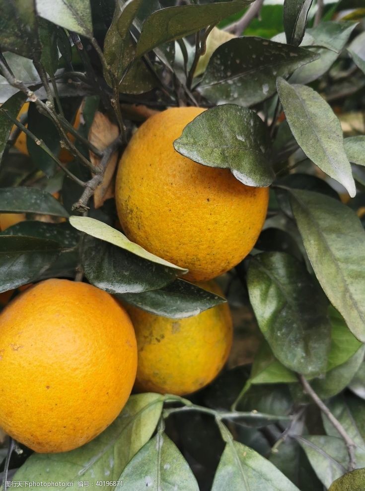 糖果橙子树图片