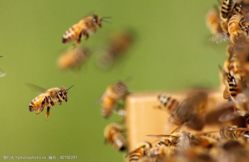 小蜜蜂采蜜蜂图片