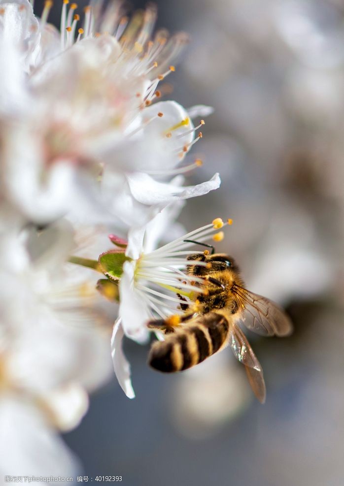 小蜜蜂采蜜蜂图片
