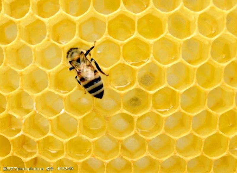 蜂蜜蜂图片