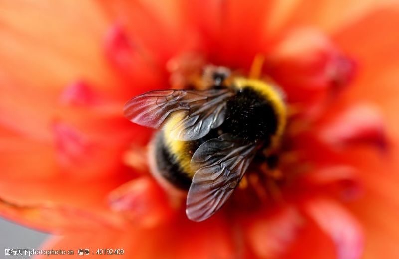 蜜蜂采蜜蜂图片