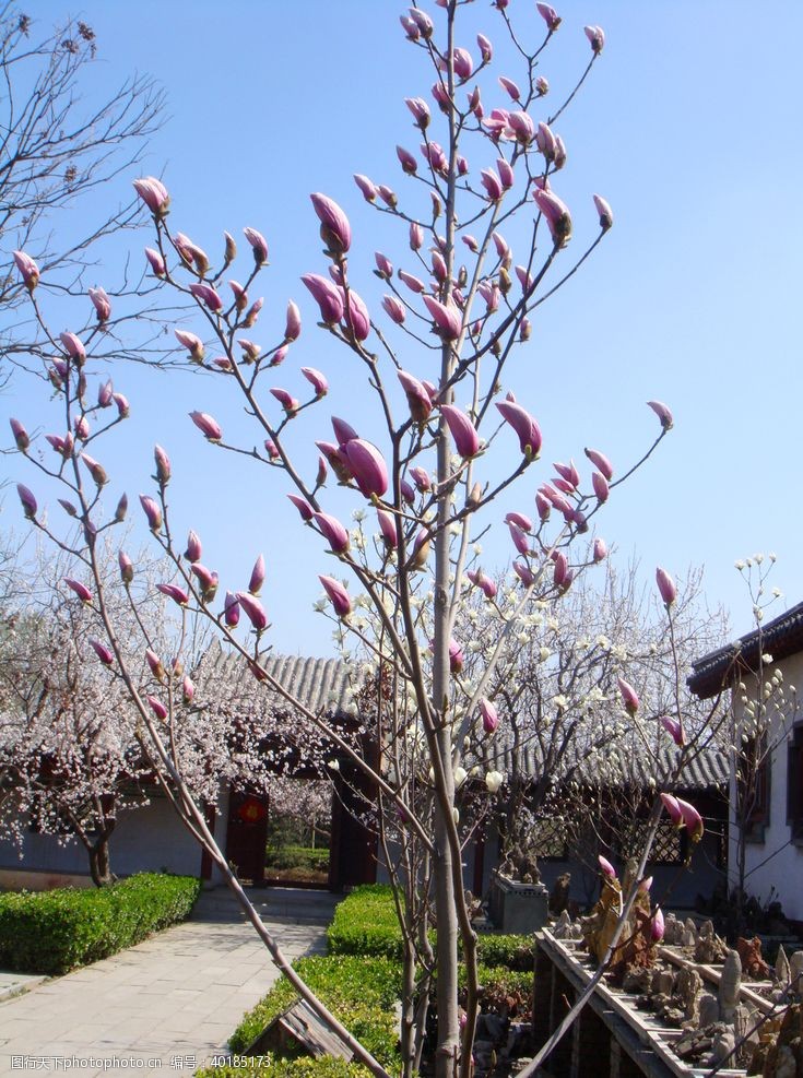 花蕾特写粉色二乔玉兰花蕾图片