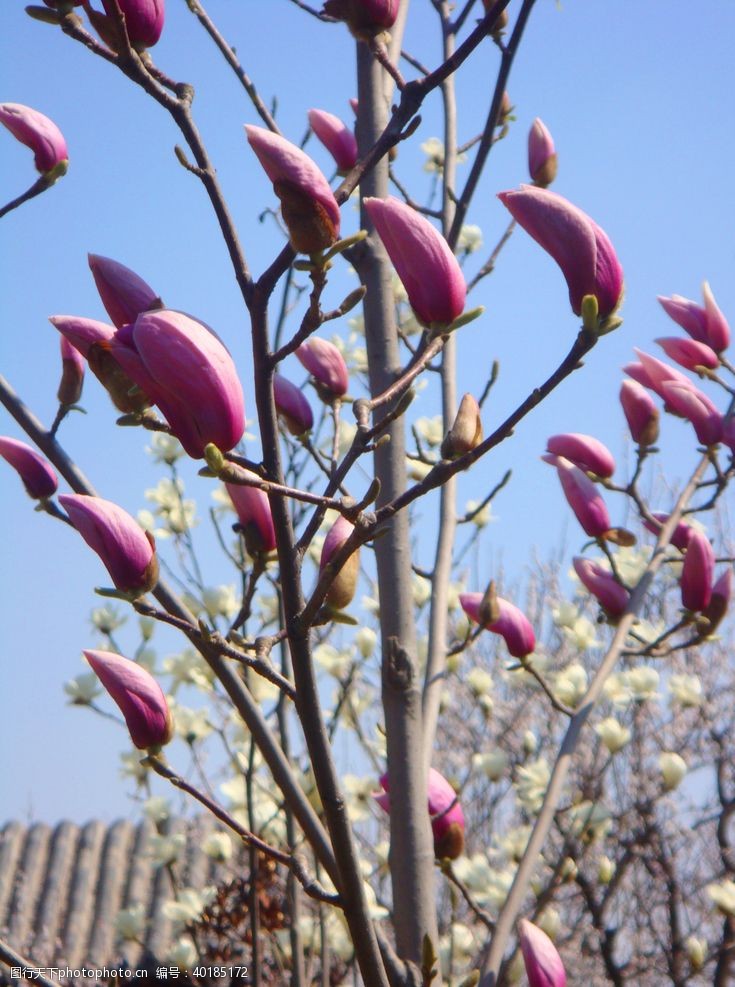 春天的花绿粉色二乔玉兰花树图片