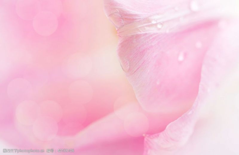 唯美底纹粉色花瓣背景图片