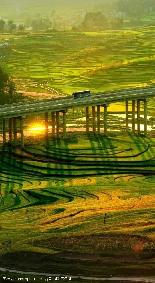 水稻田高架图片