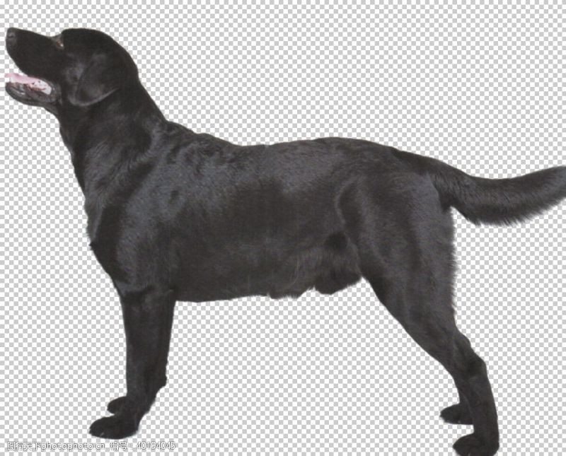 大型犬狗图片