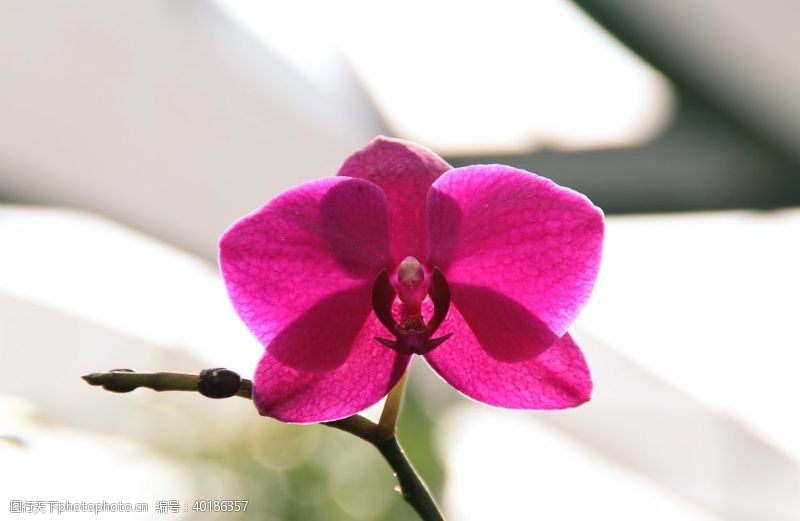 紫色花卉蝴蝶兰图片