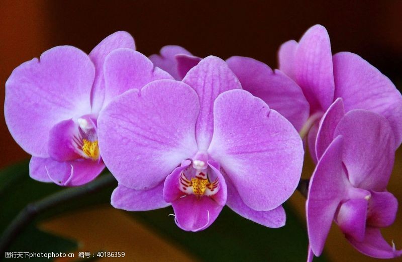 蓝紫色花蝴蝶兰图片