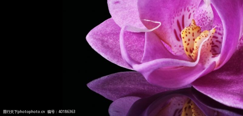 紫色花卉蝴蝶兰图片