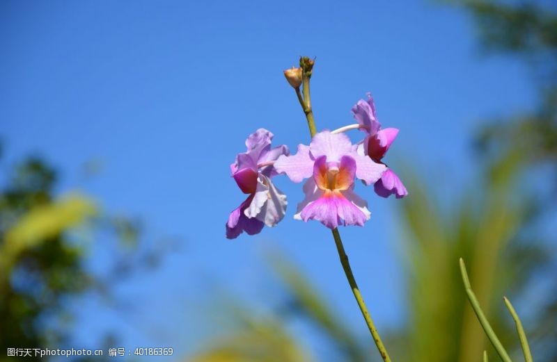 花花蝴蝶花卉蝴蝶兰图片