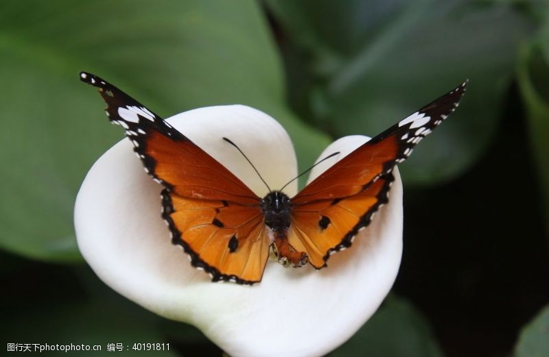 美丽鲜花蝴蝶图片