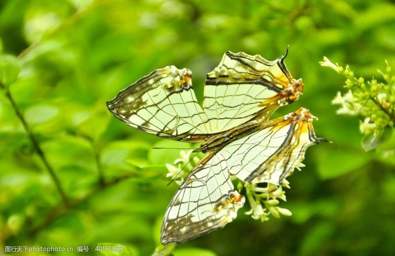 蓝白色蝴蝶图片